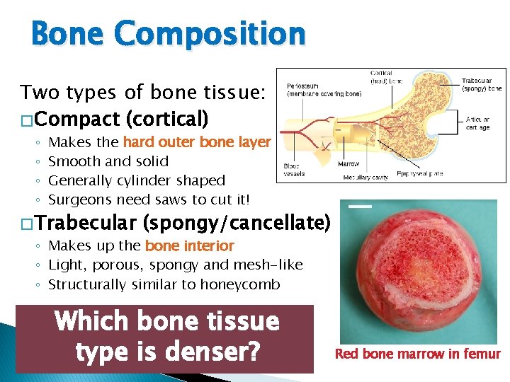 Bone Composition Two types of bone tissue: � Compact (cortical) ◦ ◦ Makes the