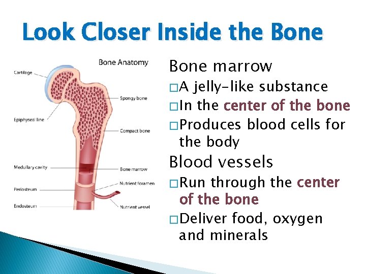 Look Closer Inside the Bone marrow �A jelly-like substance � In the center of