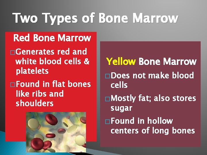 Two Types of Bone Marrow Red Bone Marrow � Generates red and white blood