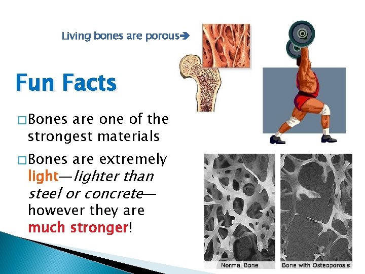 Living bones are porous Fun Facts � Bones are one of the strongest materials
