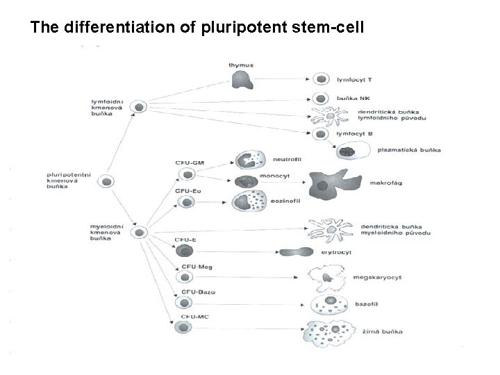 The differentiation of pluripotent stem-cell 