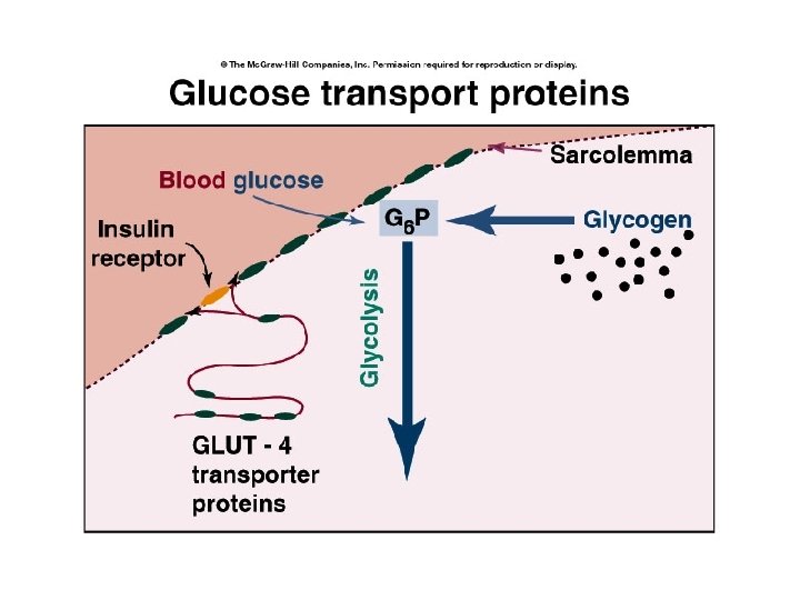 GLUT proteins 