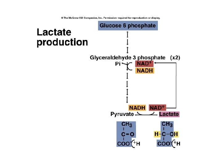 Lactate Production 