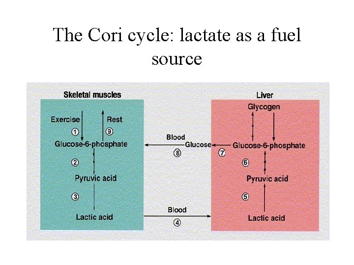 The Cori cycle: lactate as a fuel source 