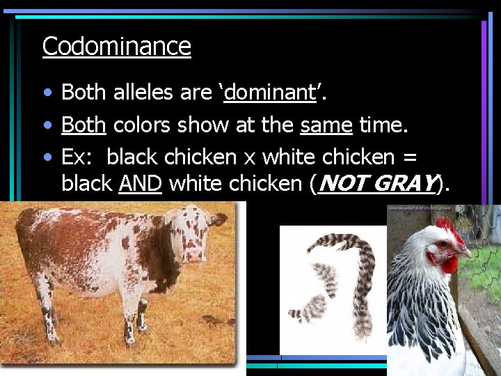 Codominance • Both alleles are ‘dominant’. • Both colors show at the same time.