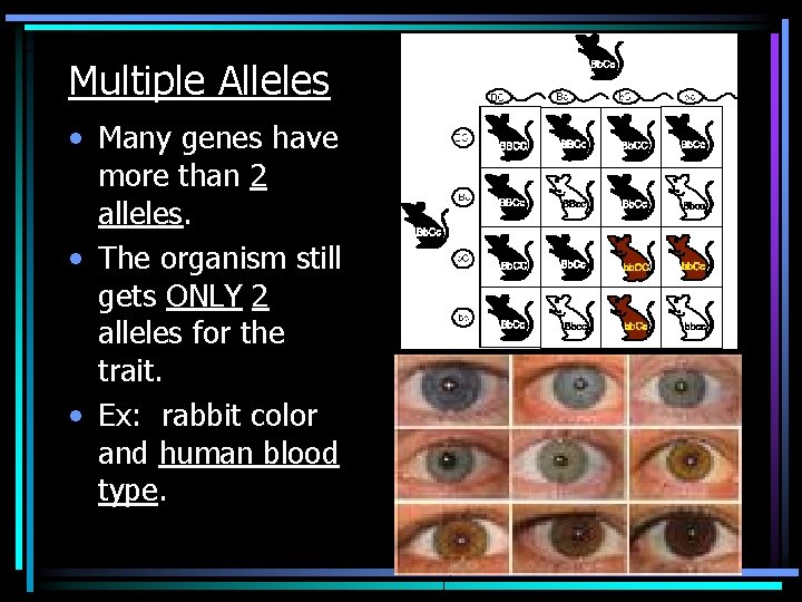 Multiple Alleles • Many genes have more than 2 alleles. • The organism still