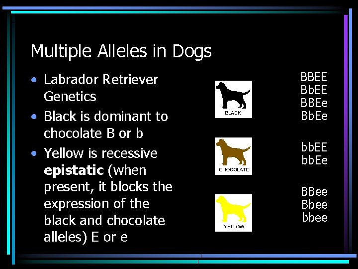 Multiple Alleles in Dogs • Labrador Retriever Genetics • Black is dominant to chocolate