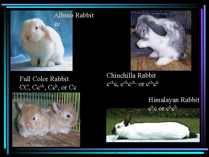 Albino Rabbit cc Full Color Rabbit CC, Ccch, Cch, or Cc Chinchilla Rabbit cchc,