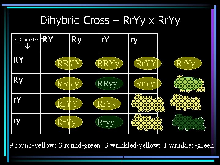 Dihybrid Cross – Rr. Yy x Rr. Yy F 1 Gametes RY Ry r.