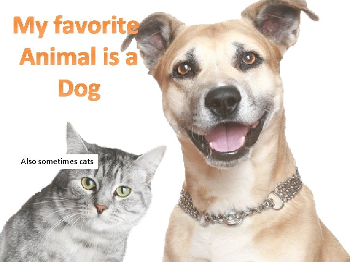My favorite Animal is a Dog Also sometimes cats 