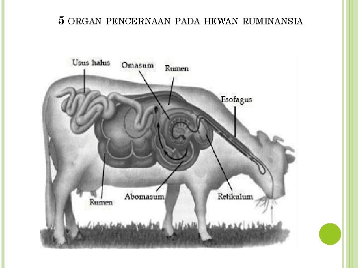 5 ORGAN PENCERNAAN PADA HEWAN RUMINANSIA 