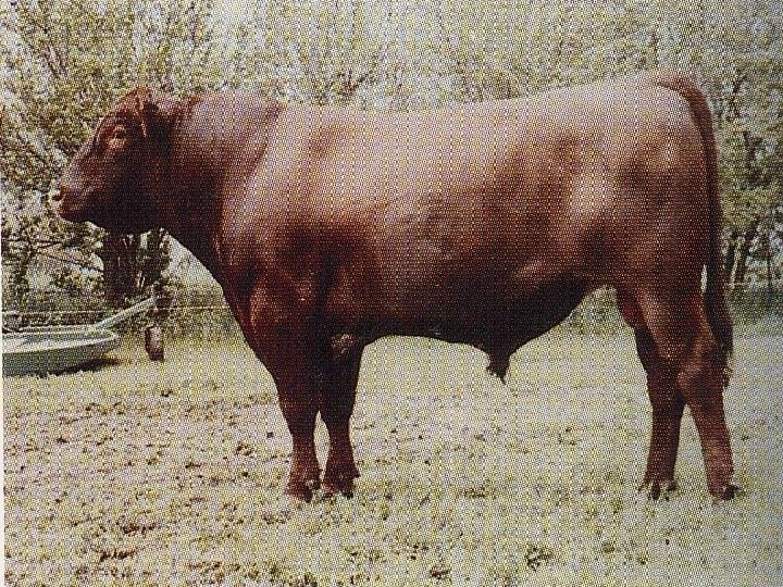 bangsa-bangsa sapi eropa (Bos Taurus) • 2. Shorthorn • Tanduk yang pendek. • Warna