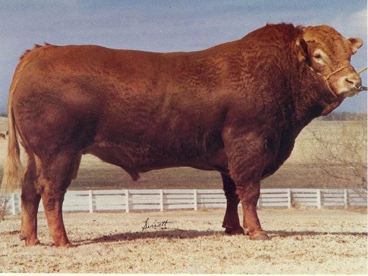 bangsa-bangsa sapi eropa (Bos Taurus ) ) • 4. Limousin • Bulu Merah keemasan