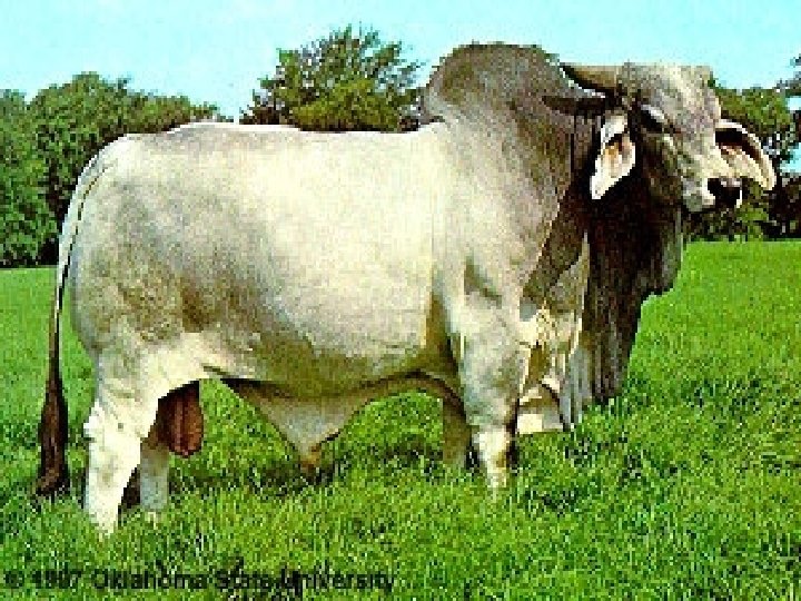 bangsa-bangsa sapi india (Bos indicus) 1. Brahman - Memiliki tanduk - Warna bulunya abu-abu