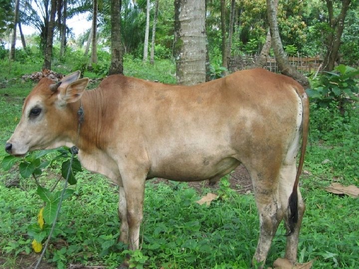 bangsa-bangsa sapi indonesia (Bos sundaicus) 1. • Sapi Jawa -Bentuk tubuh kecil dengan warna