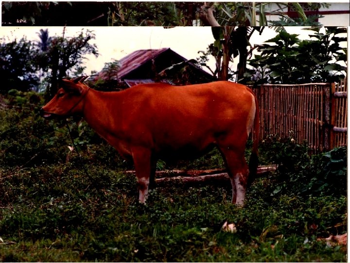 bangsa-bangsa sapi indonesia (Bos sundaicus) • 2. Sapi Bali • Keturunan langsung dari Banteng
