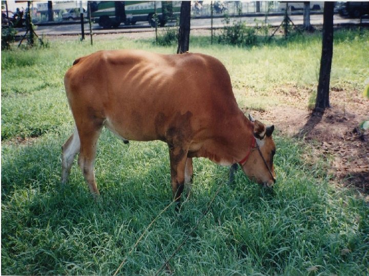 bangsa-bangsa sapi indonesia (Bos sundaicus) • 3. Sapi Madura • Tubuh kecil. Berat jantan