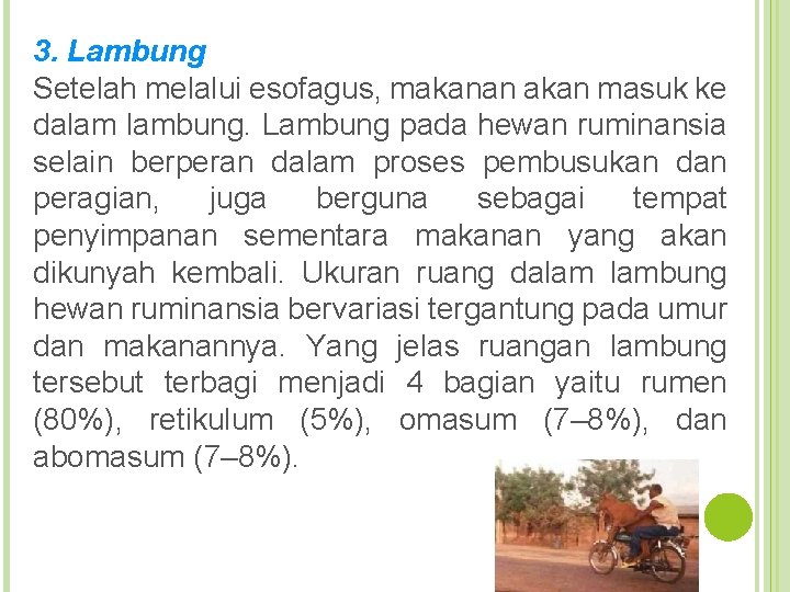 3. Lambung Setelah melalui esofagus, makanan akan masuk ke dalam lambung. Lambung pada hewan