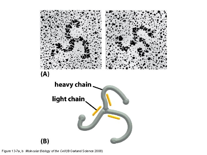 Figure 13 -7 a, b Molecular Biology of the Cell (© Garland Science 2008)