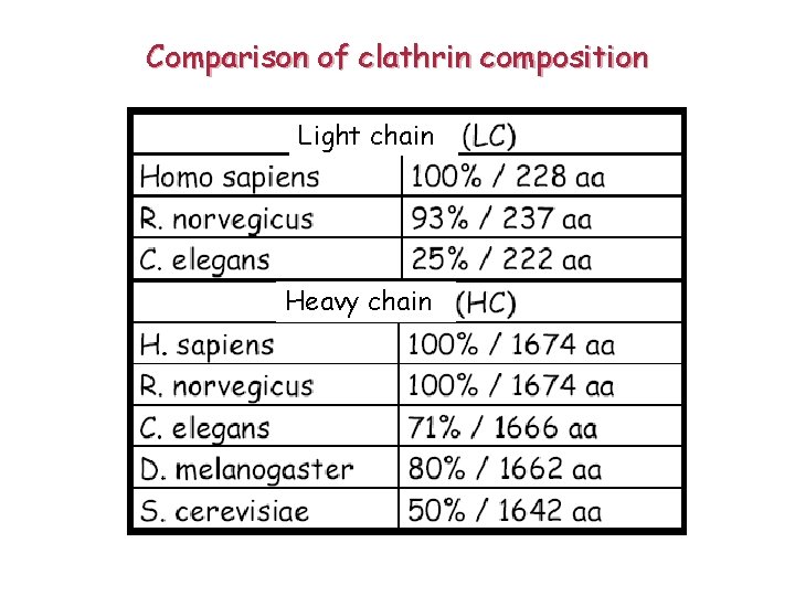 Comparison of clathrin composition Light chain Heavy chain 