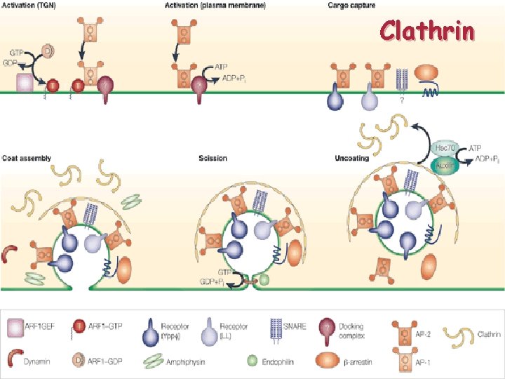 Clathrin 