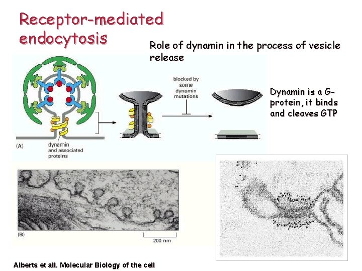 Receptor-mediated endocytosis Role of dynamin in the process of vesicle release Dynamin is a