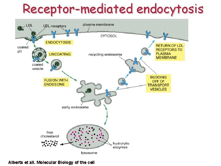 Receptor-mediated endocytosis Alberts et all. Molecular Biology of the cell 