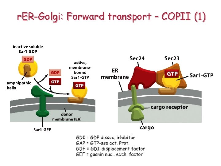 r. ER-Golgi: Forward transport – COPII (1) 