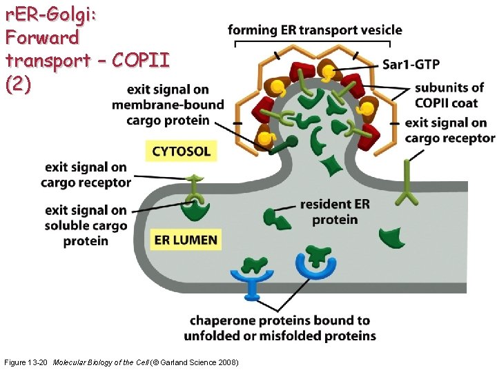 r. ER-Golgi: Forward transport – COPII (2) Figure 13 -20 Molecular Biology of the