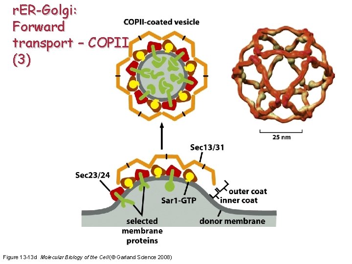 r. ER-Golgi: Forward transport – COPII (3) Figure 13 -13 d Molecular Biology of