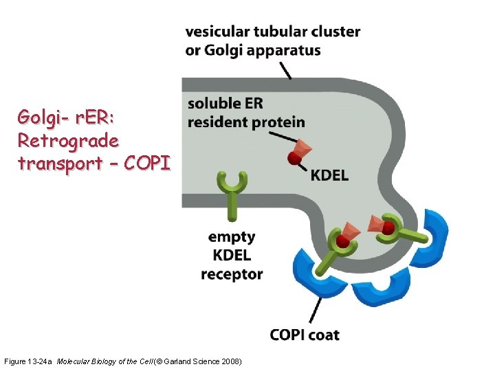 Golgi- r. ER: Retrograde transport – COPI Figure 13 -24 a Molecular Biology of