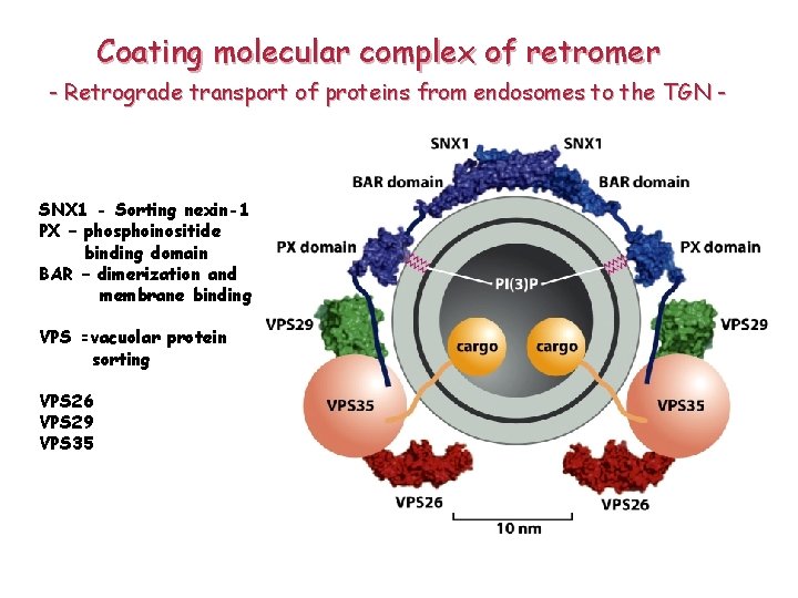 Coating molecular complex of retromer - Retrograde transport of proteins from endosomes to the