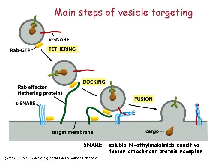 Main steps of vesicle targeting SNARE – soluble N-ethylmaleimide sensitive factor attachment protein receptor