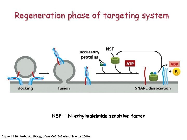 Regeneration phase of targeting system NSF – N-ethylmaleimide sensitive factor Figure 13 -18 Molecular