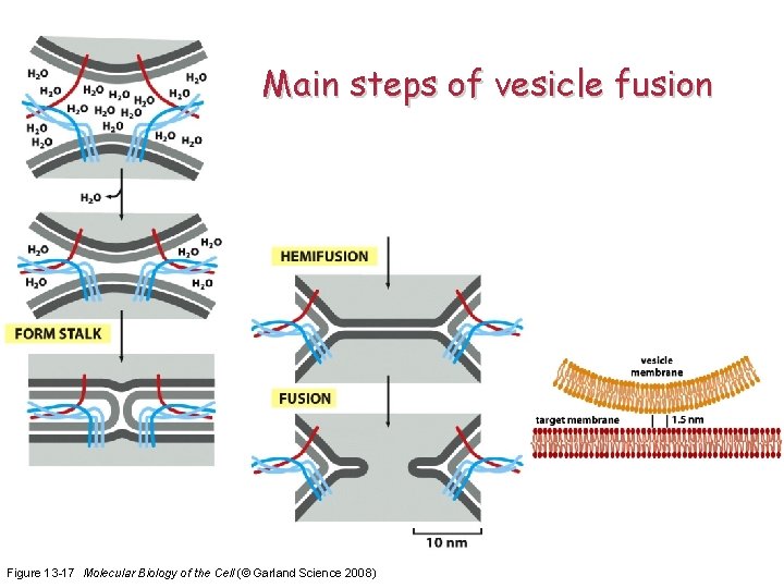 Main steps of vesicle fusion Figure 13 -17 Molecular Biology of the Cell (©