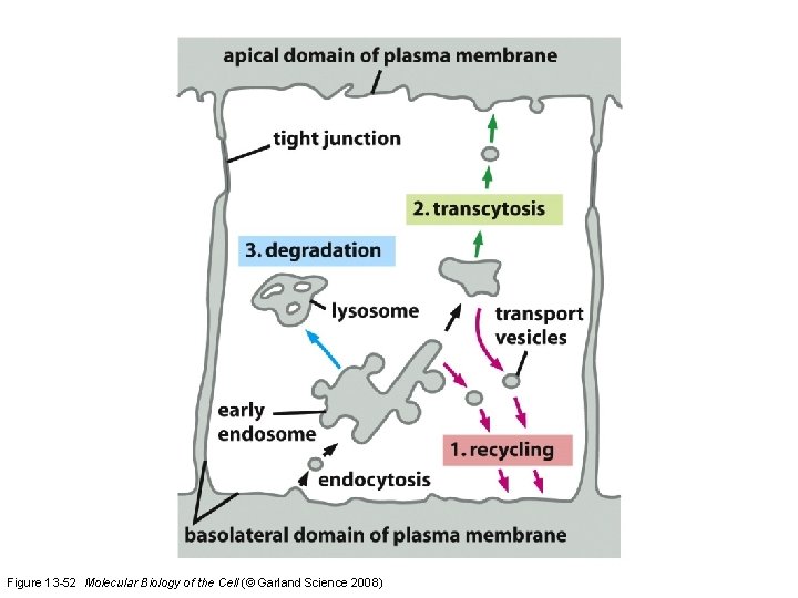 Figure 13 -52 Molecular Biology of the Cell (© Garland Science 2008) 