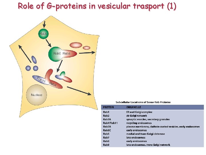 Role of G-proteins in vesicular trasport (1) 