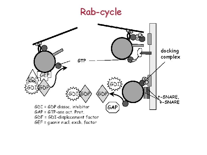 Rab-cycle docking complex 