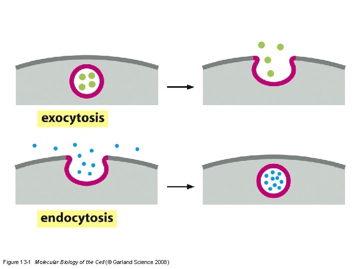 Figure 13 -1 Molecular Biology of the Cell (© Garland Science 2008) 