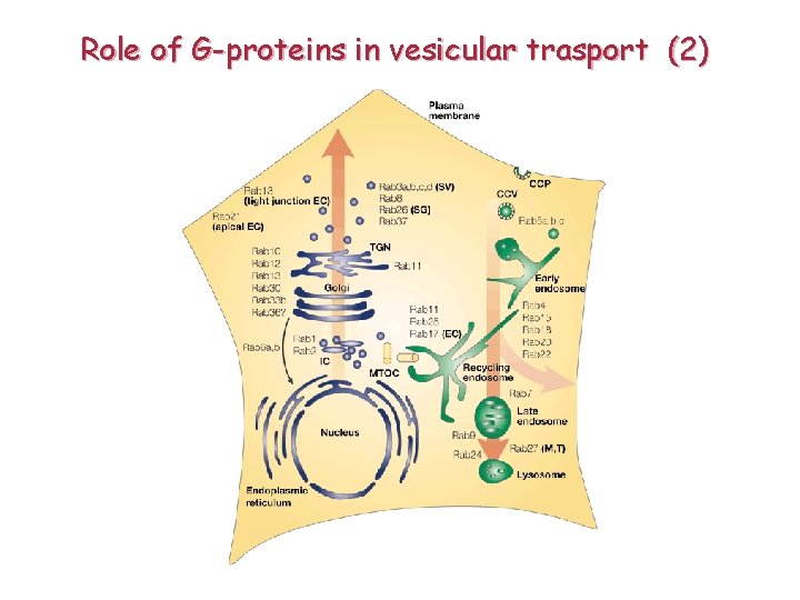 Role of G-proteins in vesicular trasport (2) 