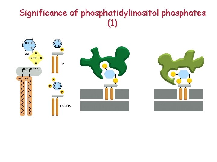 Significance of phosphatidylinositol phosphates (1) 