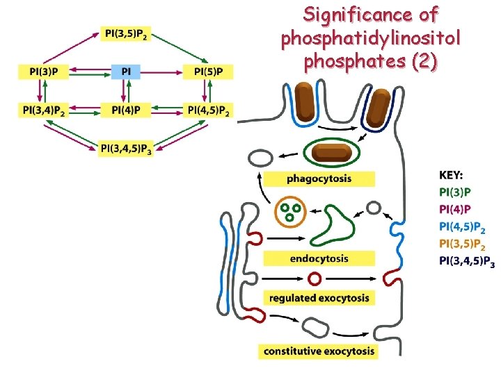 Significance of phosphatidylinositol phosphates (2) 