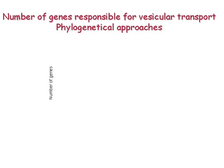 Number of genes responsible for vesicular transport Phylogenetical approaches 