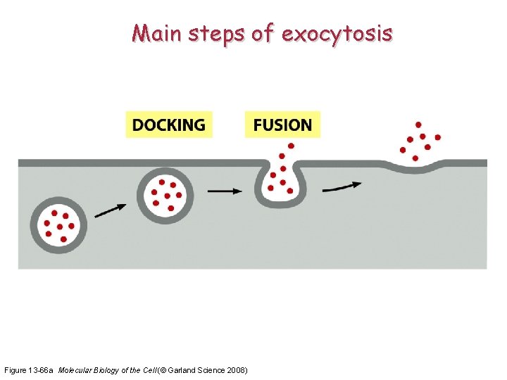 Main steps of exocytosis Figure 13 -66 a Molecular Biology of the Cell (©