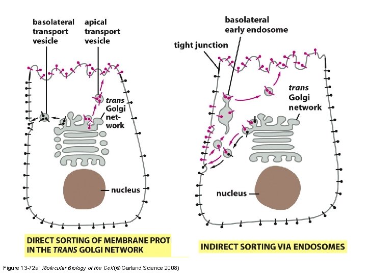 Figure 13 -72 a Molecular Biology of the Cell (© Garland Science 2008) 