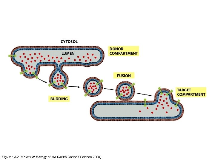 Figure 13 -2 Molecular Biology of the Cell (© Garland Science 2008) 