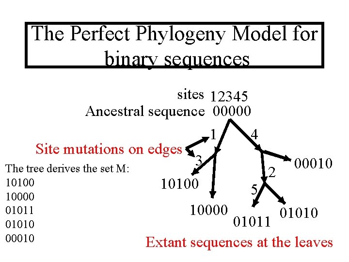 The Perfect Phylogeny Model for binary sequences sites 12345 Ancestral sequence 00000 1 4