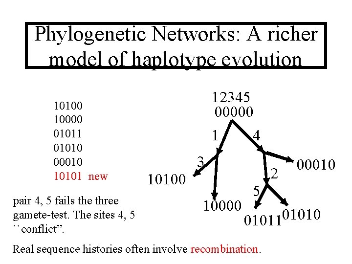 Phylogenetic Networks: A richer model of haplotype evolution 10100 10000 01011 01010 00010 10101