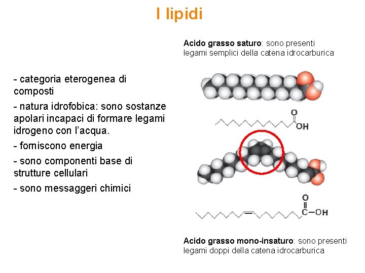 I lipidi Acido grasso saturo: sono presenti legami semplici della catena idrocarburica - categoria