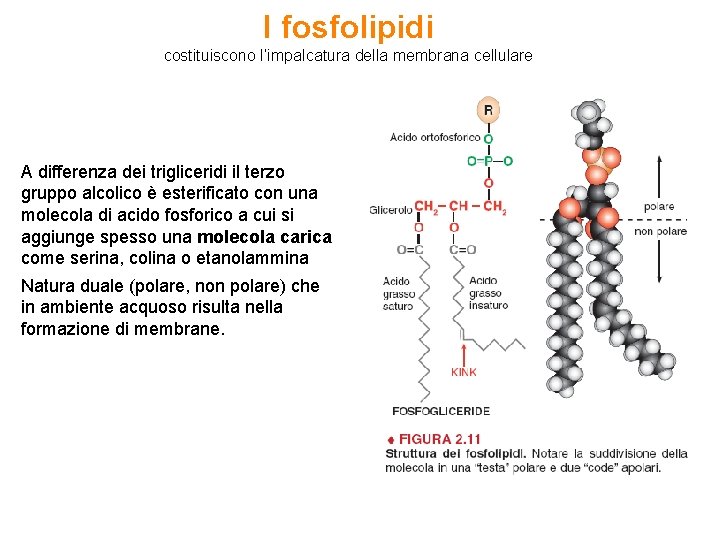 I fosfolipidi costituiscono l’impalcatura della membrana cellulare A differenza dei trigliceridi il terzo gruppo